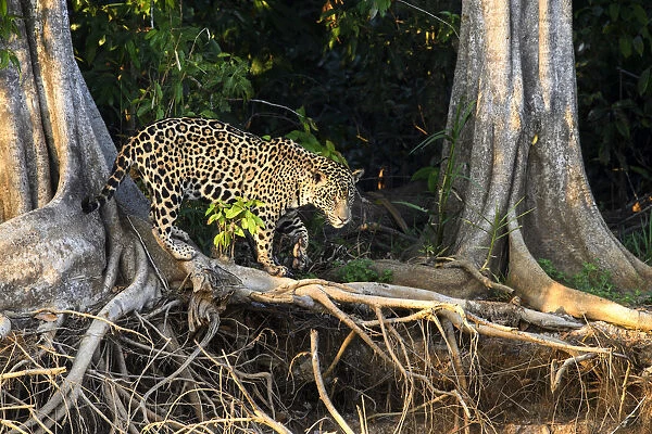 Jaguar (Panthera onca palustris), male hunting amongst tree roots at edge of the Cuiaba River