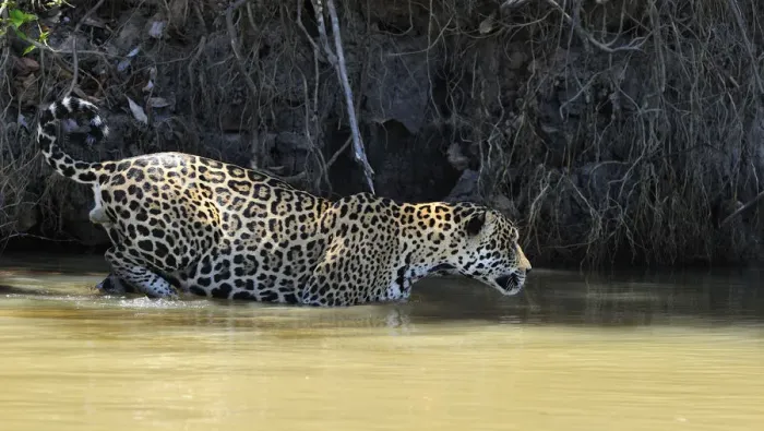 Framed Print : Jaguar (Panthera onca palustris) male wading through water at the shore of the Piquiri River Framed Print : Jaguar (Panthera onca palustris) male wading through water at the shore of the Piquiri River