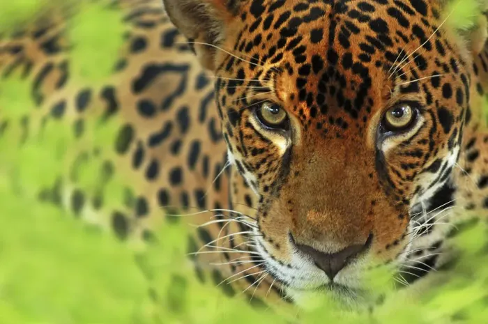 Framed Print : Jaguar (Panthera onca) portrait, Costa Rica, Captive Framed Print : Jaguar (Panthera onca) portrait, Costa Rica, Captive