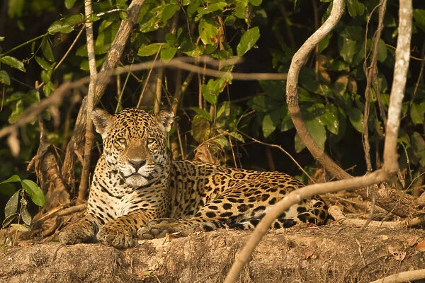 Jaguar (Panthera onca) portrait, lying down along riverbank in Pantanal, Brazil