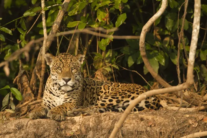 Framed Print : Jaguar (Panthera onca) portrait, lying down along riverbank in Pantanal, Brazil