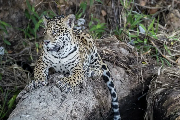 Framed Print : Jaguar (Panthera onca) resting on fallen tree, Pantanal, Mato Grosso, Brazil Framed Print : Jaguar (Panthera onca) resting on fallen tree, Pantanal, Mato Grosso, Brazil