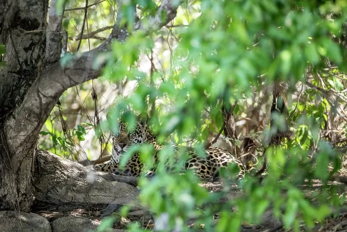 Framed Print : Jaguar (Panthera onca) resting among forest undergrowth, Pantanal, Mato Grosso, Brazil
