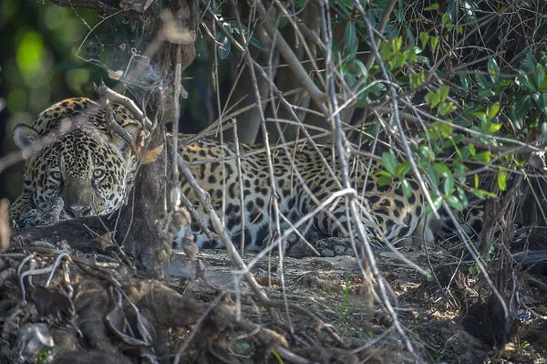 Jaguar (Panthera onca) resting, Pantanal, Brazil