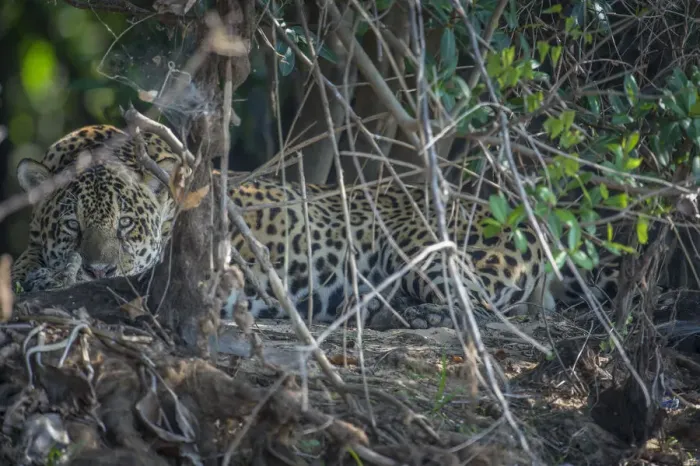 Framed Print : Jaguar (Panthera onca) resting, Pantanal, Brazil Framed Print : Jaguar (Panthera onca) resting, Pantanal, Brazil