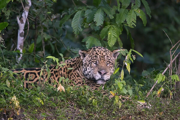 Jaguar (Panthera onca) resting on river bank, Pantanal, Brazil