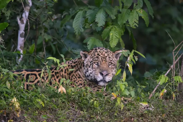 Framed Print : Jaguar (Panthera onca) resting on river bank, Pantanal, Brazil Framed Print : Jaguar (Panthera onca) resting on river bank, Pantanal, Brazil