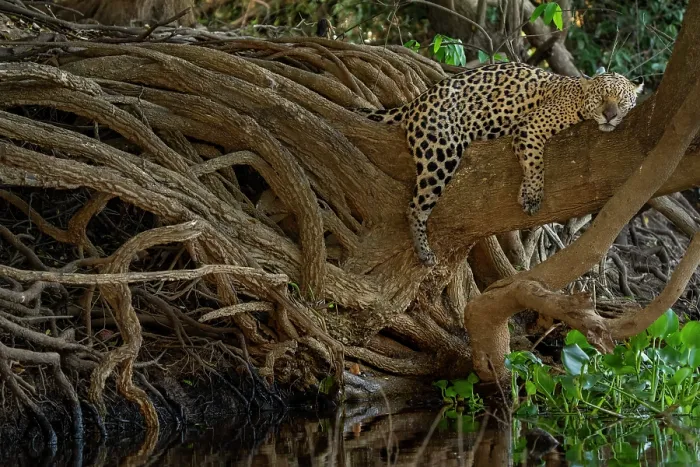 Framed Print : Jaguar (Panthera onca) resting on a tree branch, Pantanal, Mato Grosso, Brazil