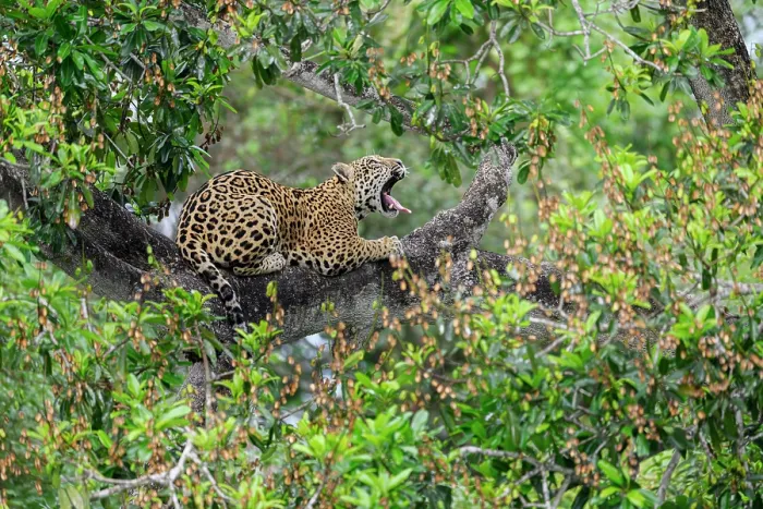 Framed Print : Jaguar (Panthera onca) resting on tree branch yawning, Three Brothers River system, Porto Jofre, Pantanal, Brazil Framed Print : Jaguar (Panthera onca) resting on tree branch yawning, Three Brothers River system, Porto Jofre, Pantanal, Brazil