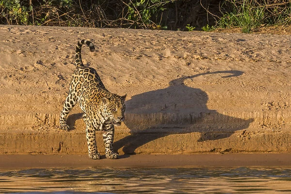 Jaguar (Panthera onca) on river bank, Cuiaba River, Pantanal Matogrossense National Park