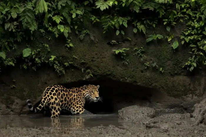 Framed Print : Jaguar (Panthera onca) standing in mud, Yasuni National Park, Orellana, Ecuador Framed Print : Jaguar (Panthera onca) standing in mud, Yasuni National Park, Orellana, Ecuador