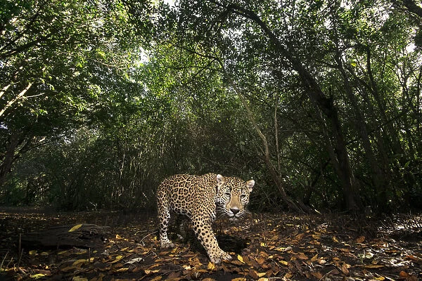 Jaguar (Panthera onca) walking along a forest trail in La Papalota protected area, Nayarit, Mexico. Camera trap image