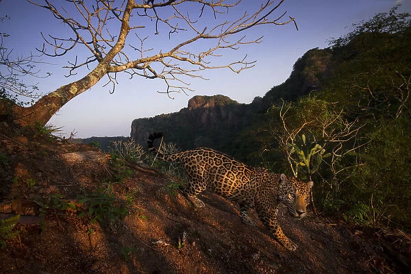 Jaguar (Panthera onca) walking over rocky hillside, Sierra de Vallejo, Nayarit, Mexico