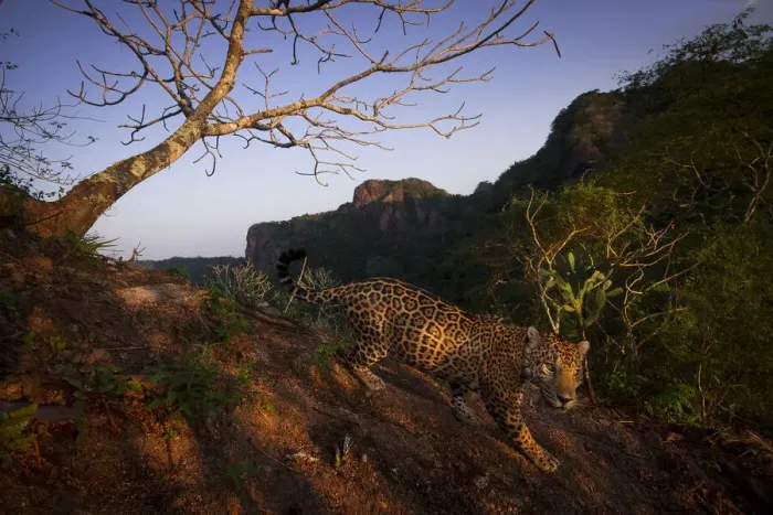 Framed Print : Jaguar (Panthera onca) walking over rocky hillside, Sierra de Vallejo, Nayarit, Mexico Framed Print : Jaguar (Panthera onca) walking over rocky hillside, Sierra de Vallejo, Nayarit, Mexico
