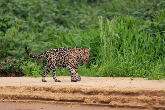 Framed Print : Jaguar (Panthera onca) walking along sandy riverbank, Porto Jofre - Rio Cuiaba, Pantanal, Mato Grosso, Brazil Framed Print : Jaguar (Panthera onca) walking along sandy riverbank, Porto Jofre - Rio Cuiaba, Pantanal, Mato Grosso, Brazil