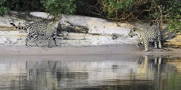 Jaguars (Panthera onca) courting pair on a sand bank. Cuiaba River, Northern Pantanal