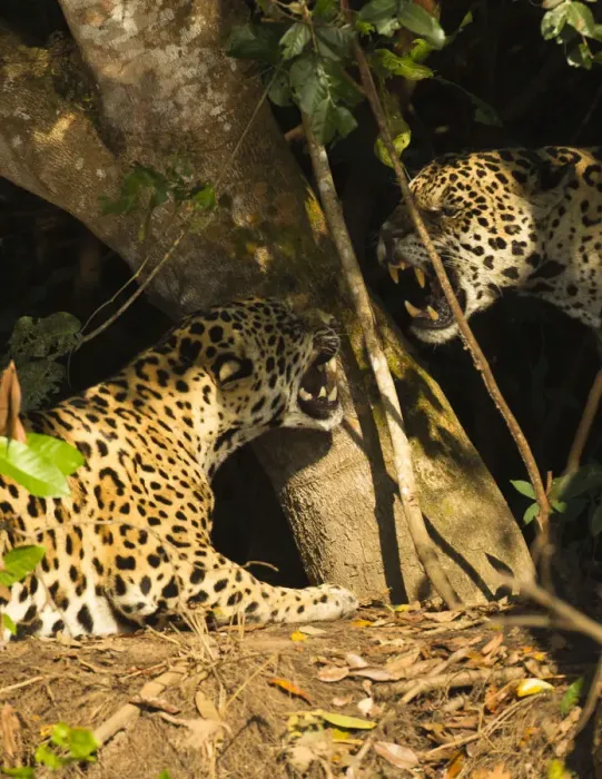 Framed Print : Two Jaguars (Panthera onca) snarling at each other on the riverbank, Pantanal, Brazil Framed Print : Two Jaguars (Panthera onca) snarling at each other on the riverbank, Pantanal, Brazil