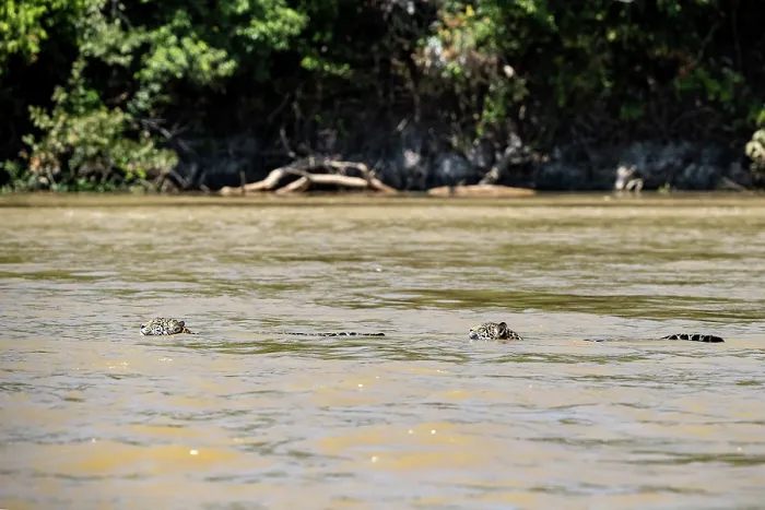 Framed Print : Two Jaguars (Panthera onca) swimming in river, Pantanal, Mato Grosso, Brazil Framed Print : Two Jaguars (Panthera onca) swimming in river, Pantanal, Mato Grosso, Brazil