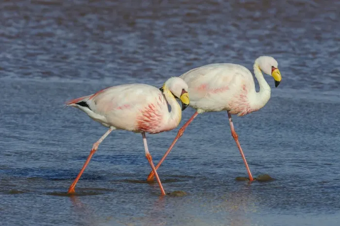 Framed Print : James flamingo / Puna flamingo (Phoenicoparrus jamesi). Lago Colorado, Bolivia Framed Print : James flamingo / Puna flamingo (Phoenicoparrus jamesi). Lago Colorado, Bolivia