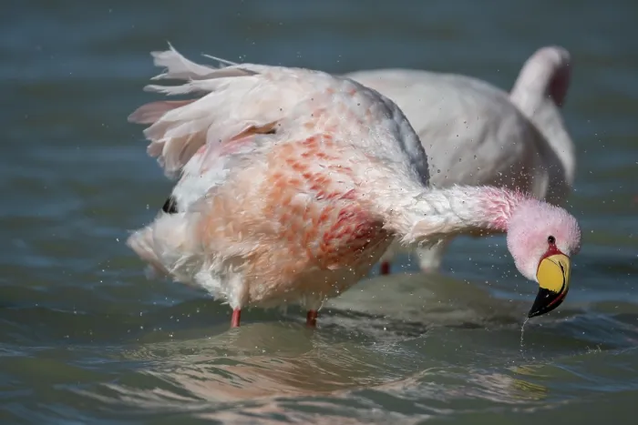 Framed Print : James's flamingo (Phoenicoparrus jamesi) bathing in lake, Laguna Hedionda, Altiplano, Bolivia Framed Print : James's flamingo (Phoenicoparrus jamesi) bathing in lake, Laguna Hedionda, Altiplano, Bolivia