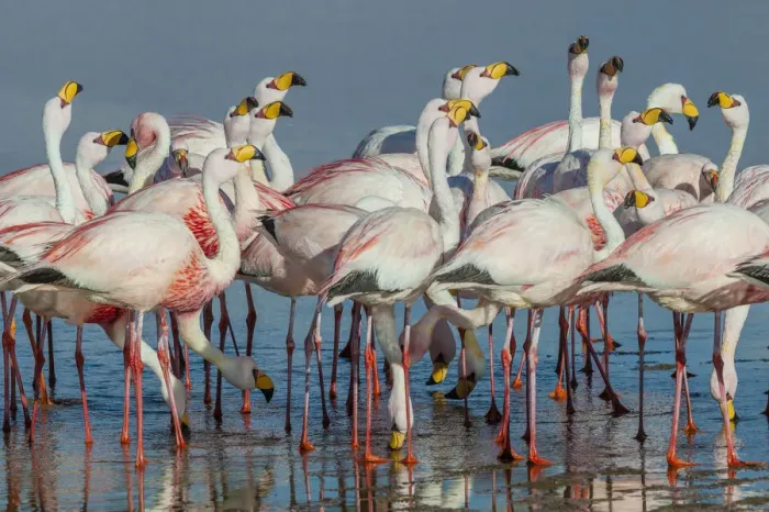 Framed Print : Jamess flamingo (Phoenicoparrus jamesi) flock at Laguna Colorado, Bolivia. March Framed Print : Jamess flamingo (Phoenicoparrus jamesi) flock at Laguna Colorado, Bolivia. March