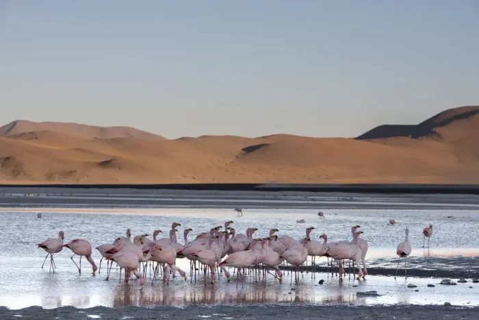 Framed Print : Jamess flamingo (Phoenicoparrus jamesi) flock on the shore of Laguna Colorada Framed Print : Jamess flamingo (Phoenicoparrus jamesi) flock on the shore of Laguna Colorada
