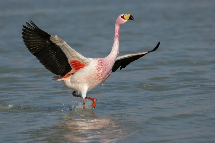 Framed Print : James's flamingo (Phoenicoparrus jamesi) spreading wings, preparing to take flight, Laguna Hedionda, Altiplano, Bolivia Framed Print : James's flamingo (Phoenicoparrus jamesi) spreading wings, preparing to take flight, Laguna Hedionda, Altiplano, Bolivia