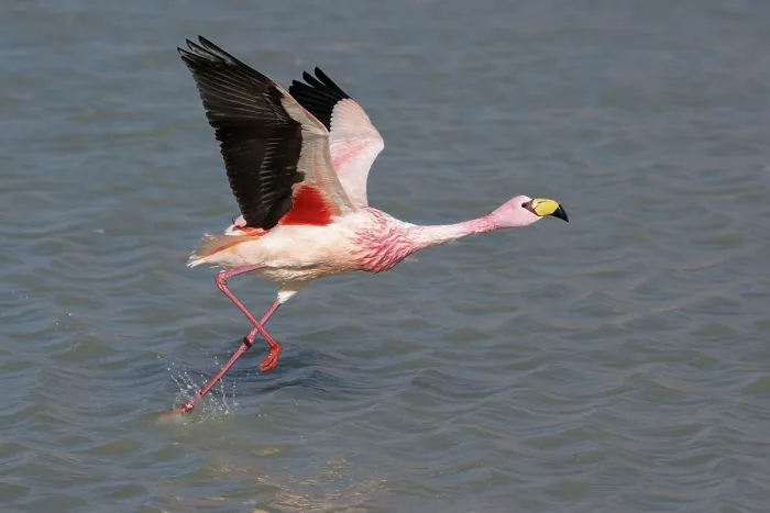 Framed Print : James's flamingo (Phoenicoparrus jamesi) taking flight from lake surface, Laguna Hedionda, Altiplano, Bolivia Framed Print : James's flamingo (Phoenicoparrus jamesi) taking flight from lake surface, Laguna Hedionda, Altiplano, Bolivia