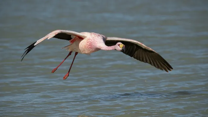 Framed Print : James's flamingo (Phoenicoparrus jamesi) taking flight from lake surface, Laguna Hedionda, Altiplano, Bolivia Framed Print : James's flamingo (Phoenicoparrus jamesi) taking flight from lake surface, Laguna Hedionda, Altiplano, Bolivia