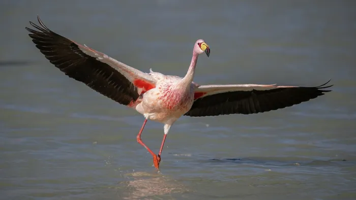 Framed Print : James's flamingo (Phoenicoparrus jamesi) taking flight from lake surface, Laguna Hedionda, Altiplano, Bolivia Framed Print : James's flamingo (Phoenicoparrus jamesi) taking flight from lake surface, Laguna Hedionda, Altiplano, Bolivia
