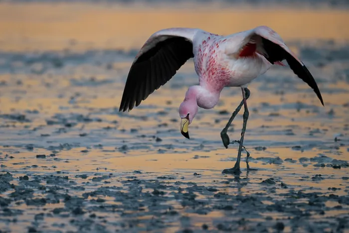 Framed Print : James's flamingo (Phoenicoparrus jamesi) walking carefully over half frozen lake surface in early morning, Laguna Hedionda, Altiplano, Bolivia Framed Print : James's flamingo (Phoenicoparrus jamesi) walking carefully over half frozen lake surface in early morning, Laguna Hedionda, Altiplano, Bolivia