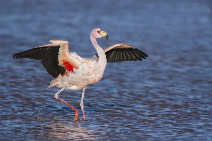 Framed Print : Jamess flamingo (Phoenicoparrus jamesi) walking with wings outstreched Laguna Framed Print : Jamess flamingo (Phoenicoparrus jamesi) walking with wings outstreched Laguna