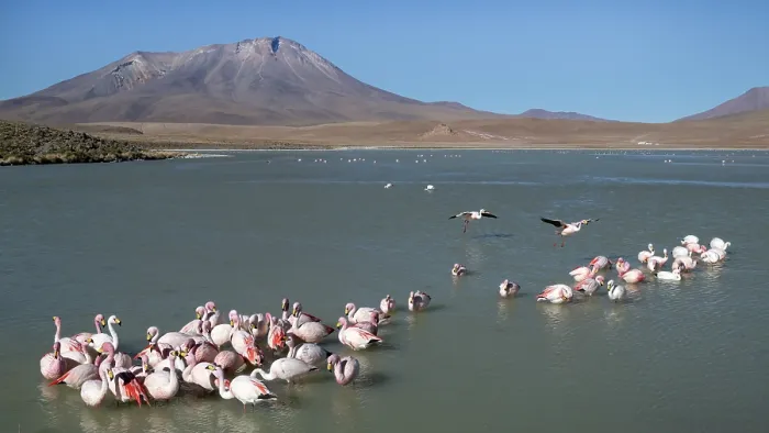 Framed Print : James's flamingos (Phoenicoparrus jamesi) flock drinking and bathing in freshwater inlet near western bank of Laguna Hedionda, Altiplano, Bolivia Framed Print : James's flamingos (Phoenicoparrus jamesi) flock drinking and bathing in freshwater inlet near western bank of Laguna Hedionda, Altiplano, Bolivia