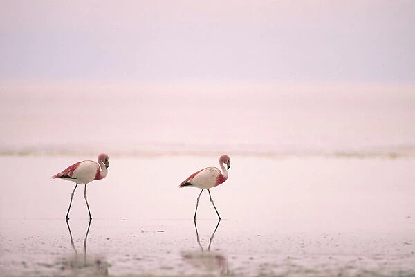 Jamess flamingos {Phoenicoparrus jamesi} Laguna Colorado, Bolivia