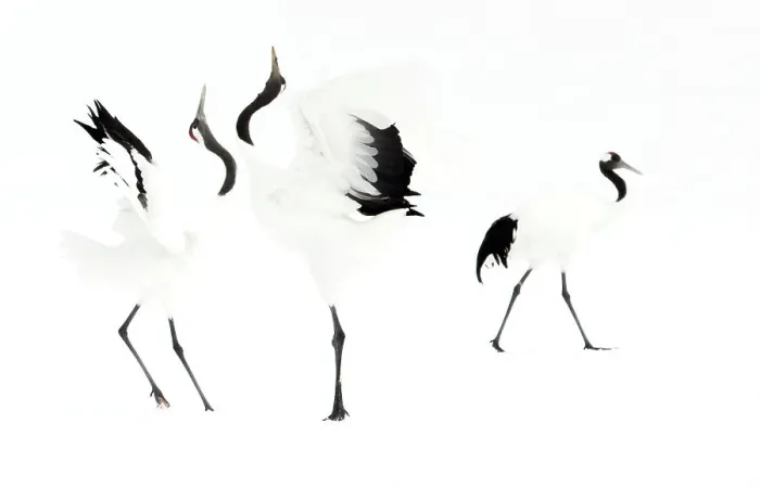 Framed Print : Japanese cranes (Grus japonensis) displaying in snow, Hokkiado, Japan, February Framed Print : Japanese cranes (Grus japonensis) displaying in snow, Hokkiado, Japan, February