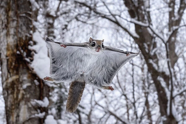Japanese dwarf flying squirrel (Pteromys volans orii) gliding through forest canopy during light snowfall. Hokkaido, Japan. February