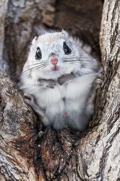Japanese dwarf flying squirrel (Pteromys volans orii) male sitting in tree, portrait. Hokkaido, Japan. March