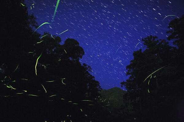 Japanese fireflies (Luciola cruciata) in flight at night, endemic species, Yaku-shima