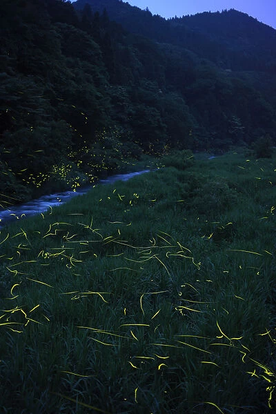 Japanese fireflies (Luciola cruciata) in flight at night, Japan endemic species, Hino-River