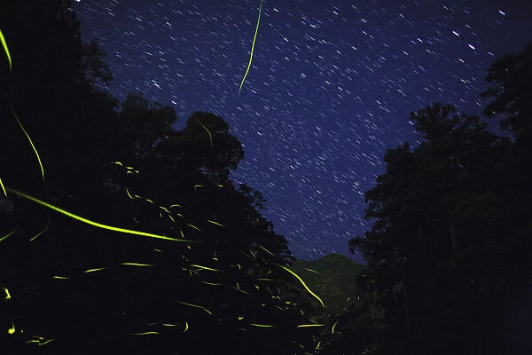 in　fireflies　Japanese　flight　(Luciola　cruciata)　at　night