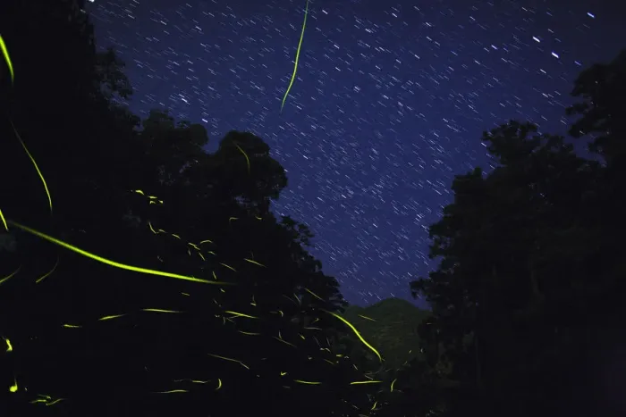 Framed Print : Japanese fireflies (Luciola cruciata) in flight at night, endemic species, Yaku-shima Framed Print : Japanese fireflies (Luciola cruciata) in flight at night, endemic species, Yaku-shima