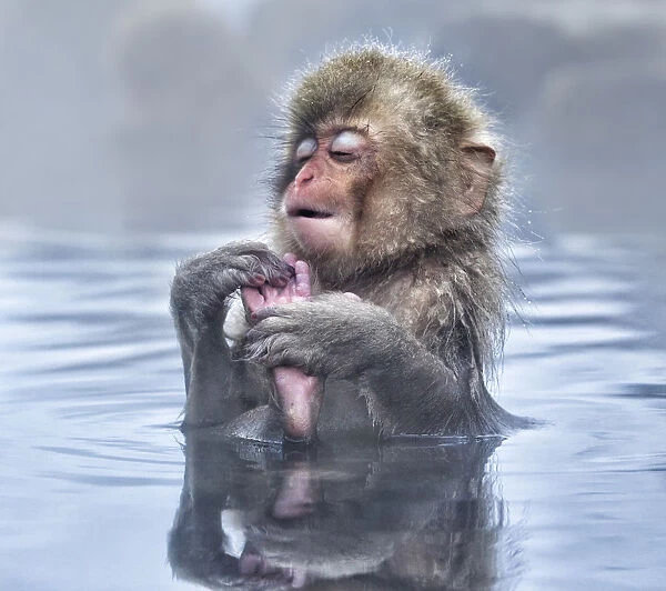 Japanese Macaque (Macaca fuscata) baby enjoying a relaxing moment in the hot spring in Jigokudani