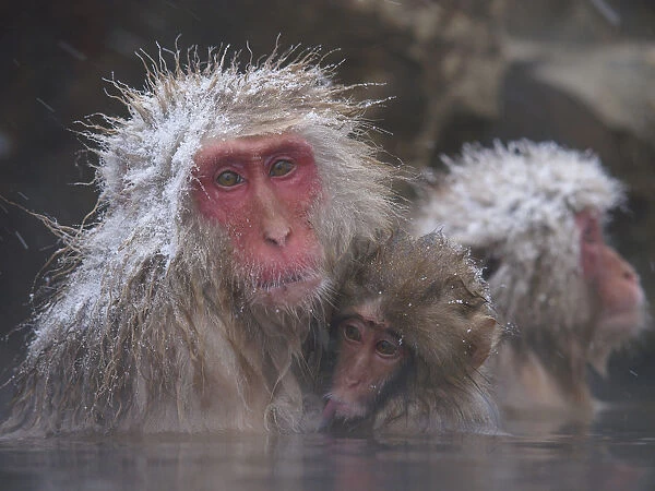 Japanese macaque (Macaca fuscata) holding young while bathing in hot spring to keep warm