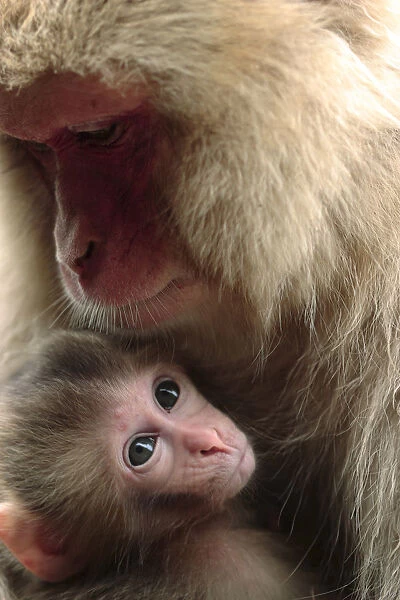 Japanese macaque (Macaca fuscata) nursing one month old baby, Jigokudani, Joshinetsu Kogen NP