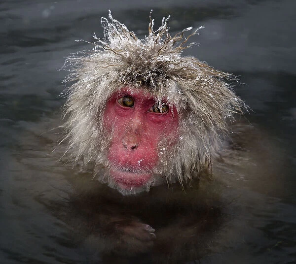 Japanese Macaque (Macaca fuscata) with icy strands of fur on its head, Jigokudani
