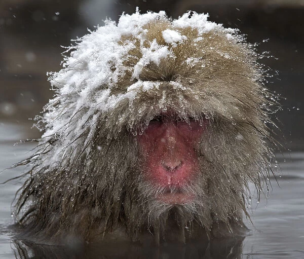 Japanese Macaque (Macaca fuscata) adult with wet snowy head in the hot springs of Jigokudani, Japan