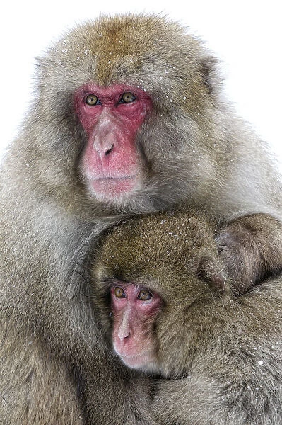 Japanese Macaque (Macaca fuscata) male holding onto his female mate defensively, Jigokudani