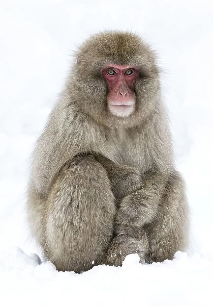 Japanese Macaque (Macaca fuscata) adult sitting in snow with hands stacked, Jigokudani