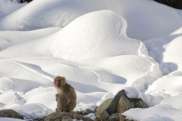 Japanese Macaque (Macaca fuscata) perched on the open warm section of a rocky hillside