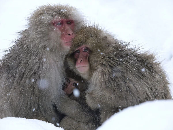 Japanese macaque (Macaca fuscata) family huddled together for warmth on a cold day